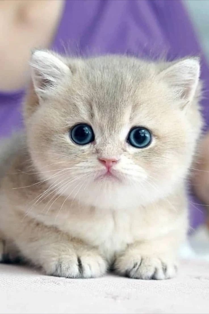 Bay cat thumbnail