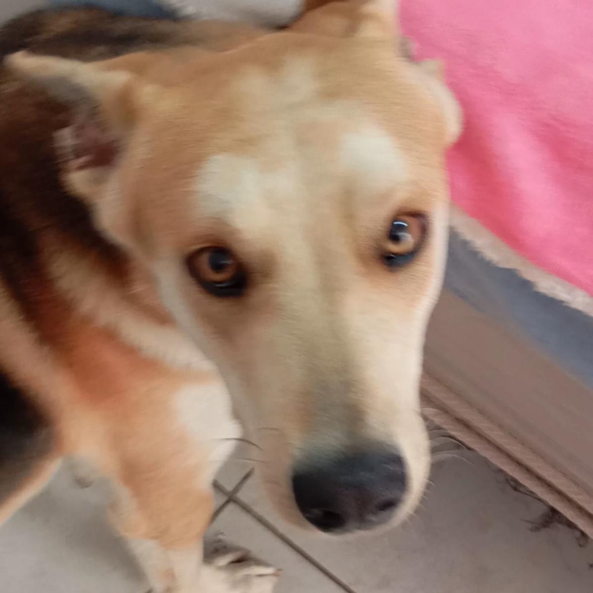 Rex el perro thumbnail