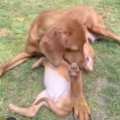 Golden Pup thumbnail