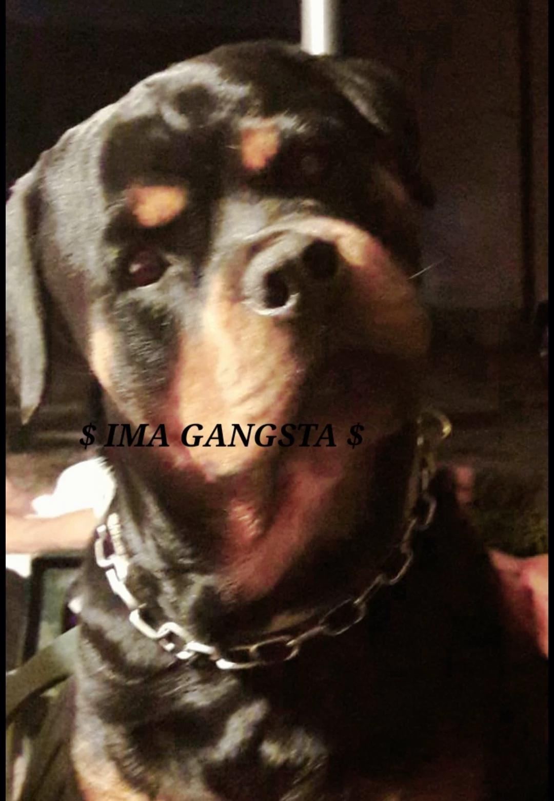 Thugs with da dawgs  thumbnail