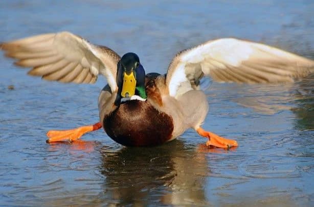 Champ the Campbell duck  thumbnail