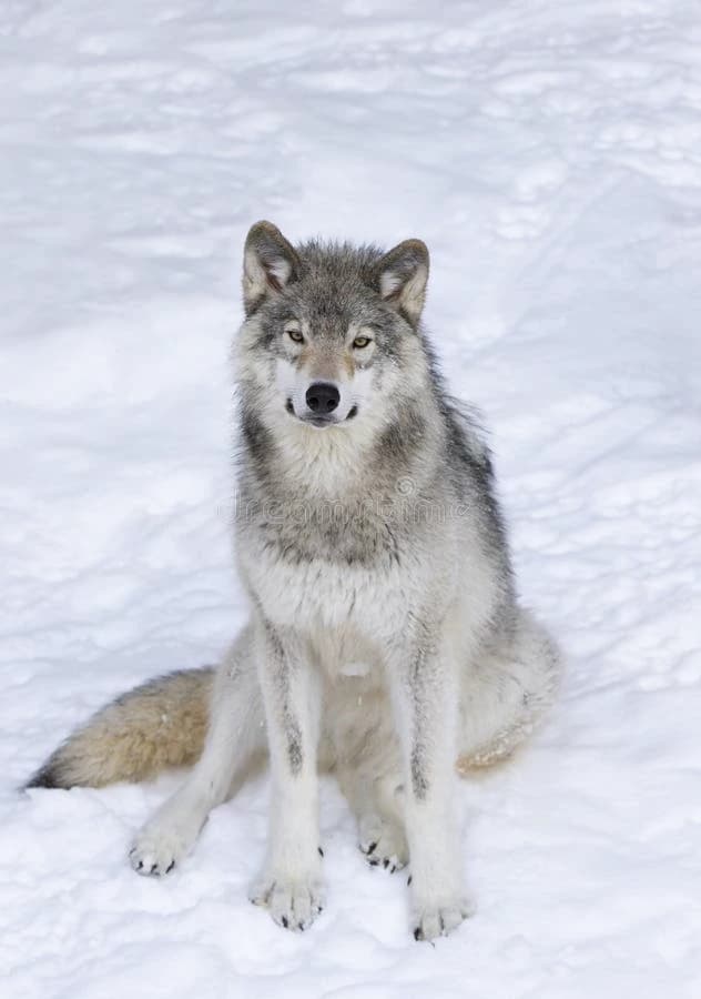 Divine Wolf thumbnail