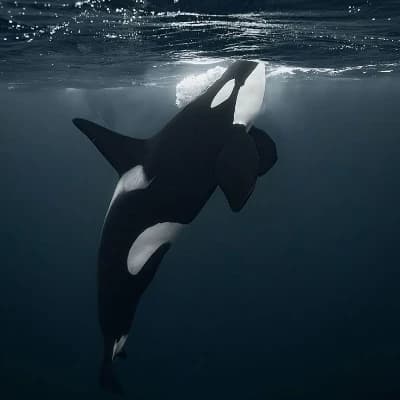 ORCA killer whale  thumbnail