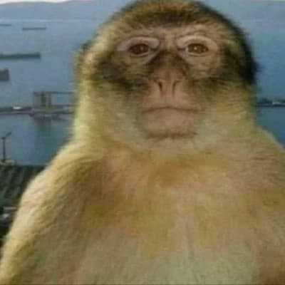 Monkey🫪 thumbnail