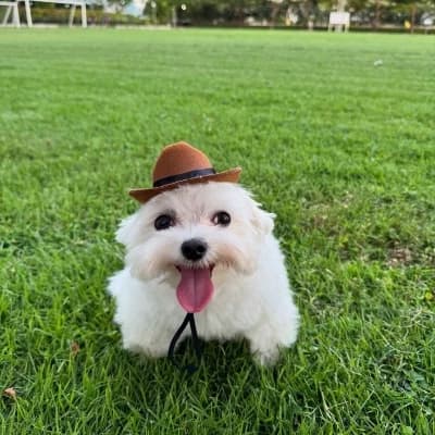 Io el perro vaquero thumbnail