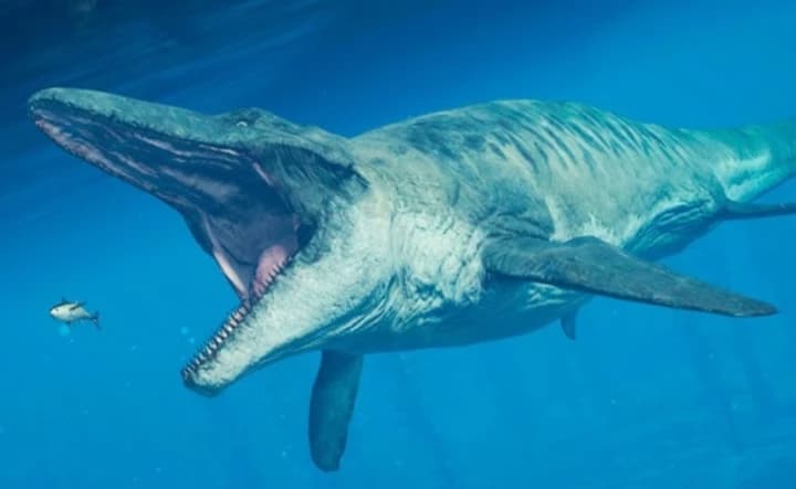 Mr. Snappy (mosasaurs) thumbnail