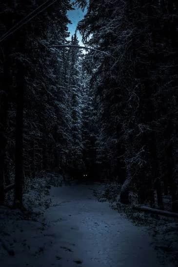The dark forest thumbnail