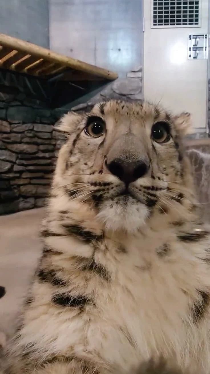 Snow leopard (Nolan) thumbnail