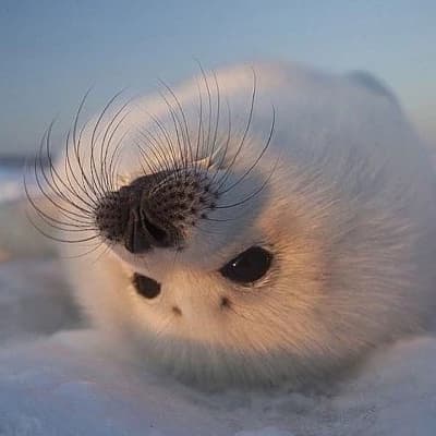 Your pet Seal? 🦭 thumbnail