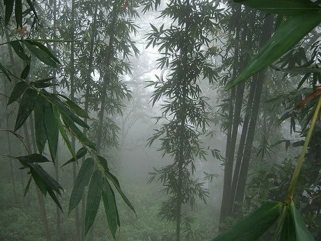Yuan (dead spirit in the bamboo thicket) thumbnail
