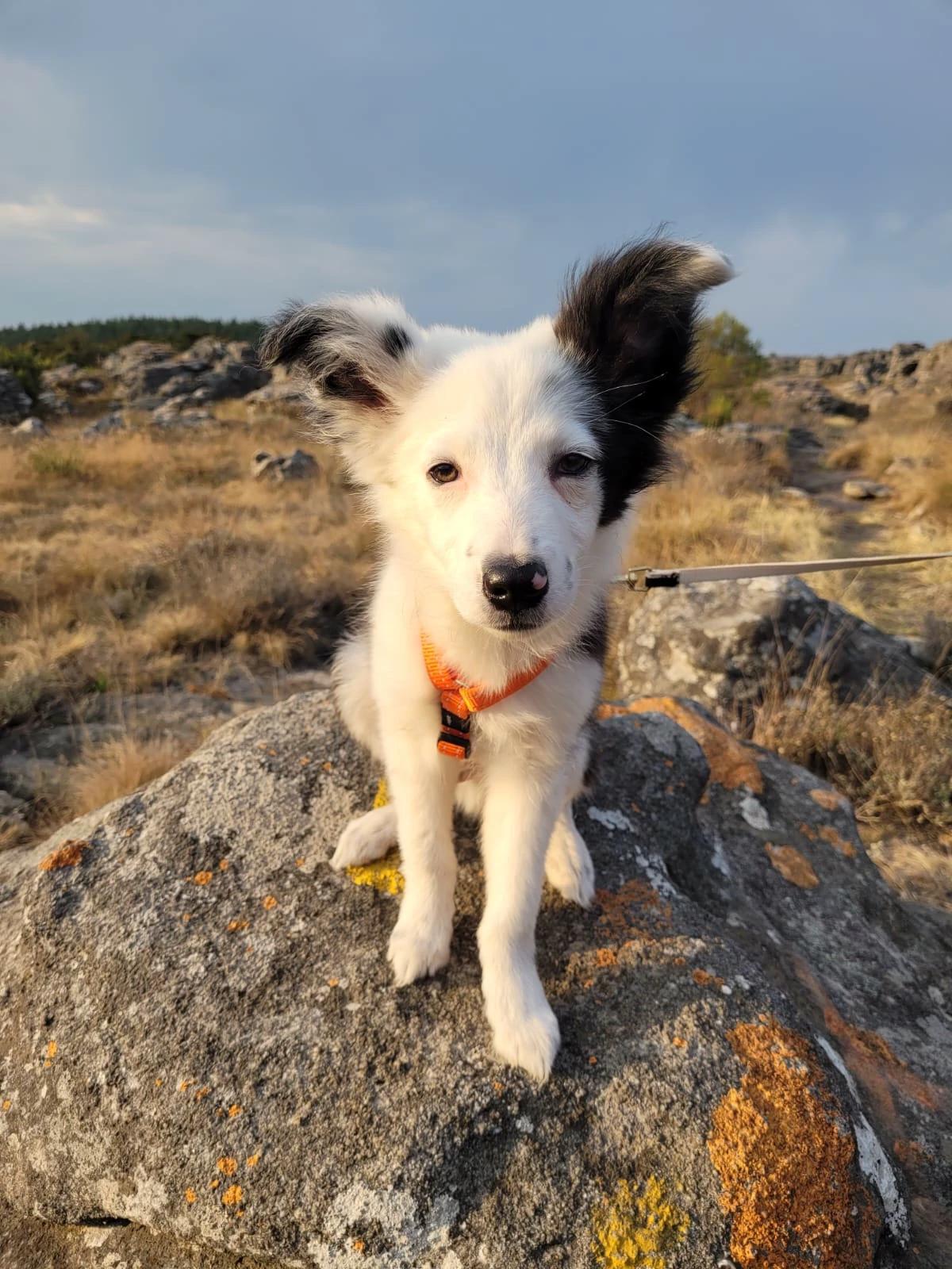 Your dog thumbnail