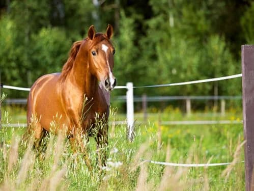 Jake ur horse  thumbnail