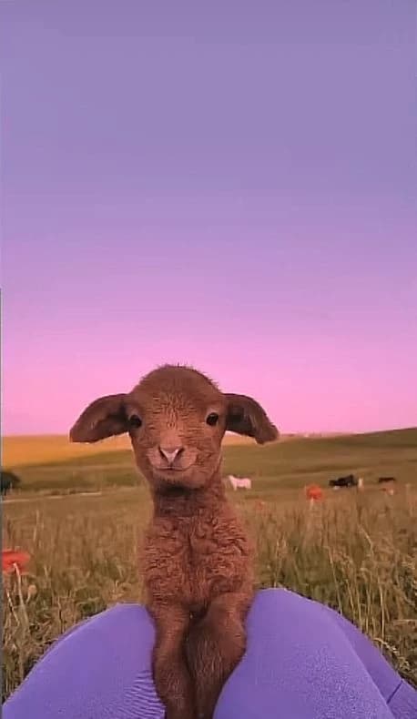 Your owner (your the lamb) thumbnail