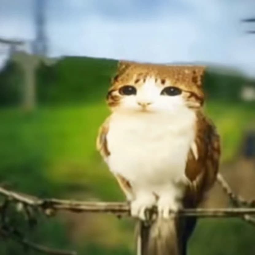 meow thumbnail