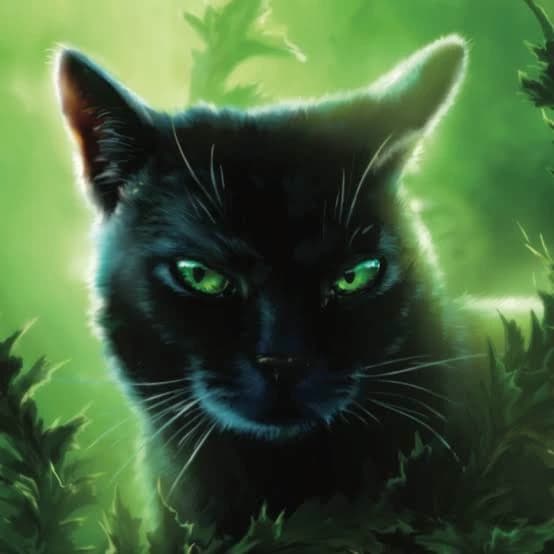 Hollyleaf thumbnail