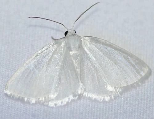 moth thumbnail