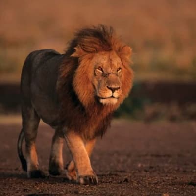 Charles the lion  thumbnail