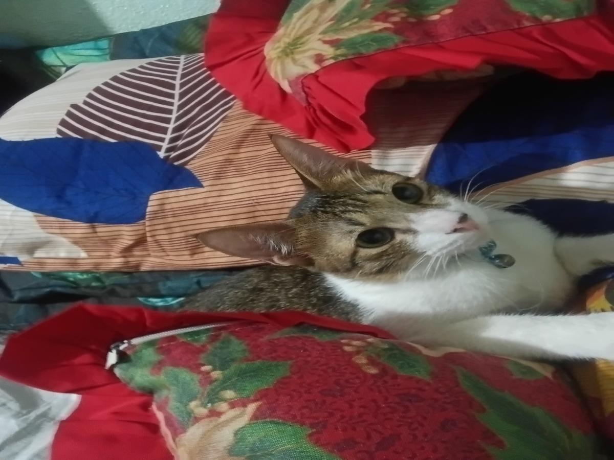 Ming-ming thumbnail