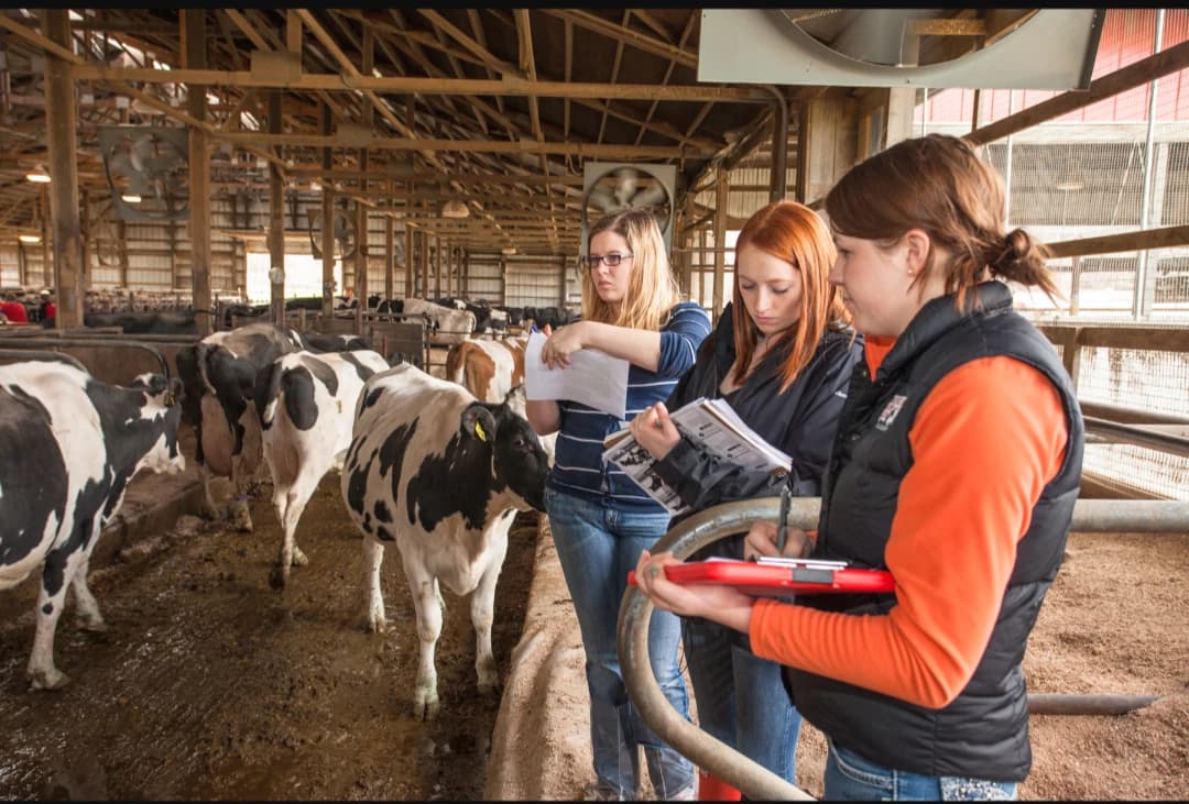 Dairy farm  thumbnail