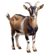 George the storm chasing goat thumbnail