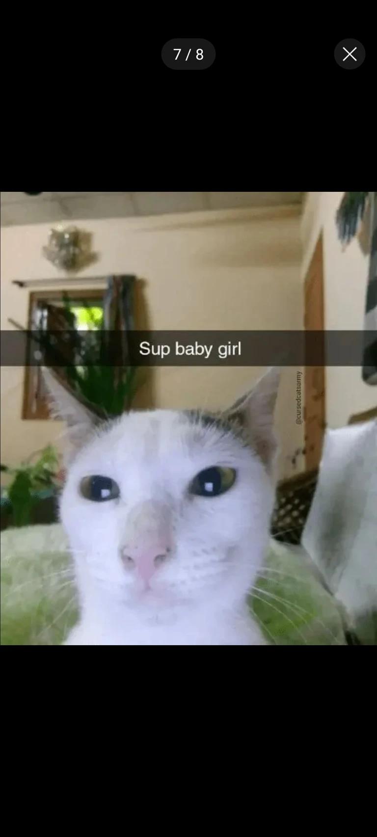 Mr Meowski thumbnail