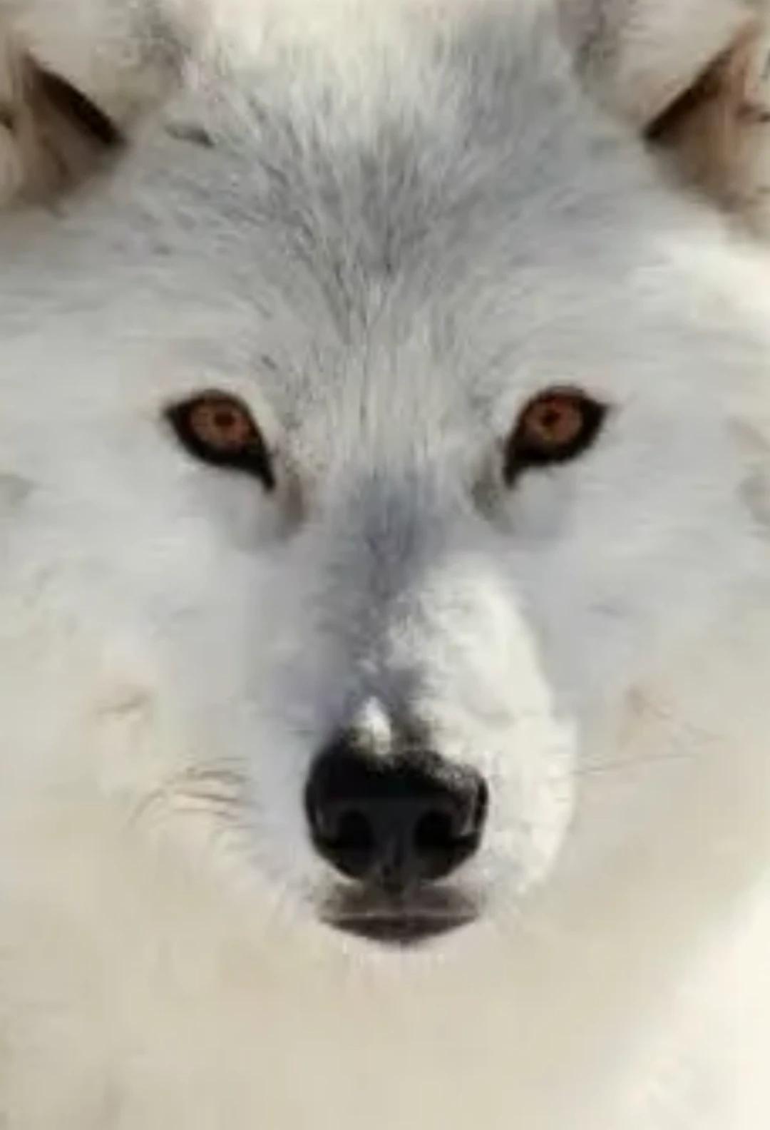 Adopted wolf thumbnail