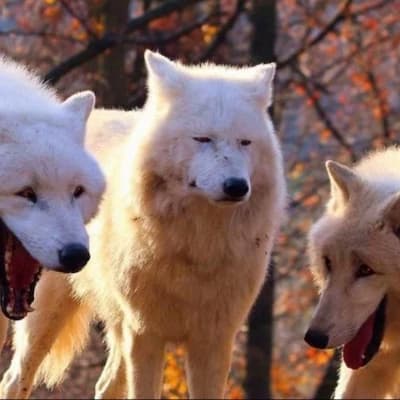 The trio thumbnail