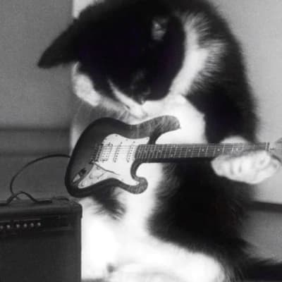El gatito rockstar XD thumbnail