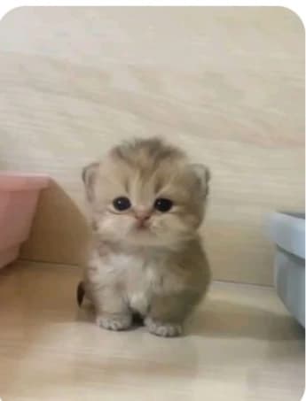 THE kitty thumbnail