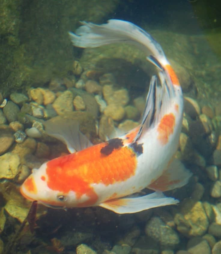 ikan koi thumbnail