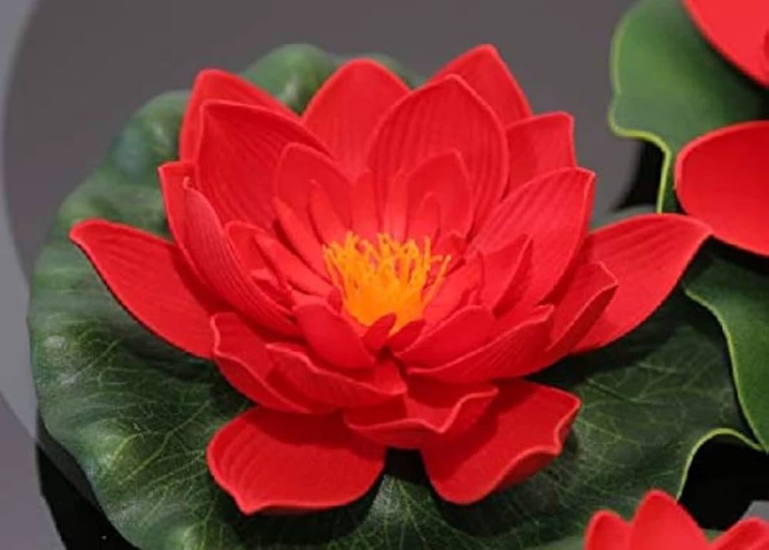Red Lotus  thumbnail