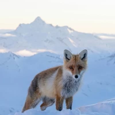 Frostfang, the Sentinel Fox thumbnail