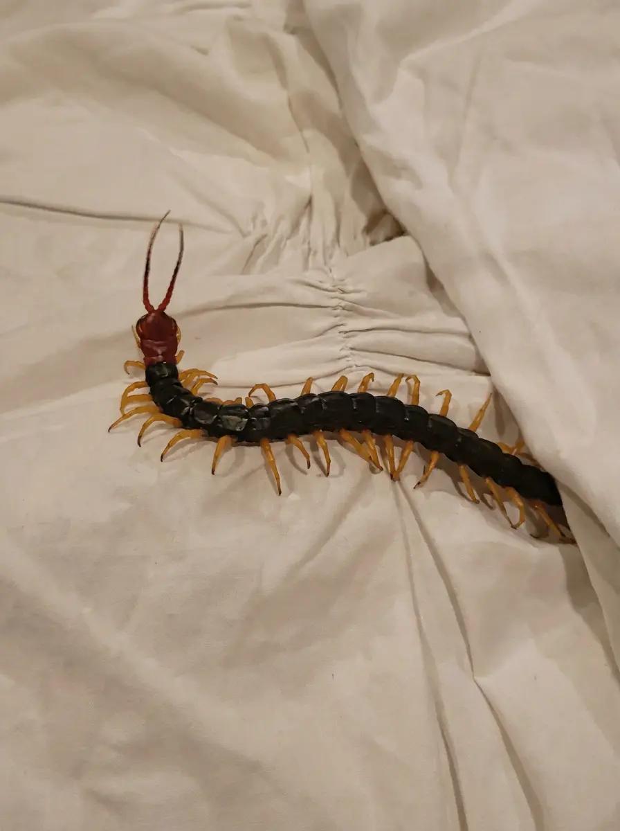 Centipedian King thumbnail
