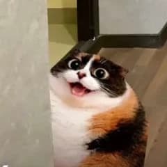 Котость thumbnail