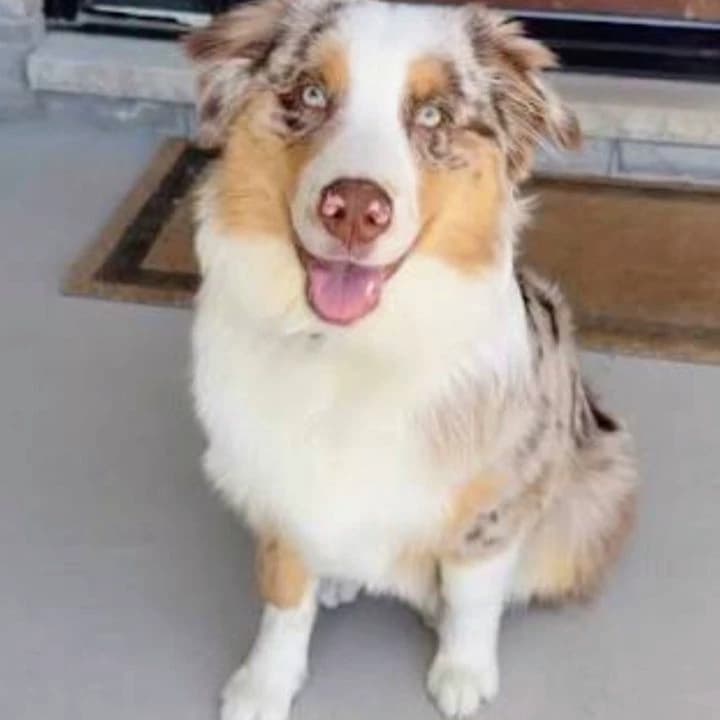 DOG thumbnail