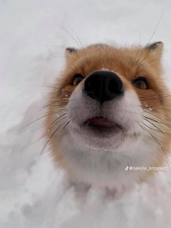 red fox thumbnail