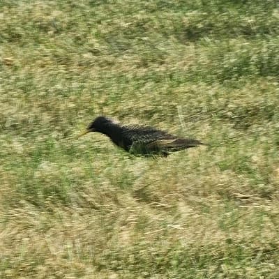 European starling (common starling) thumbnail