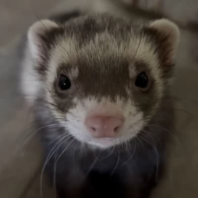 Hurón  thumbnail