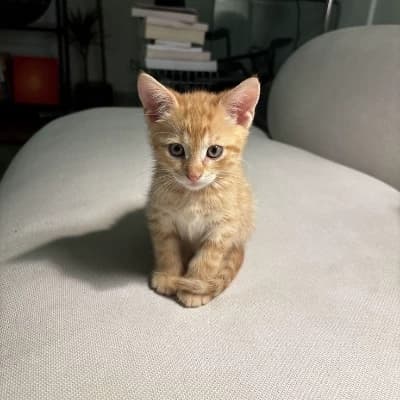 Cat-Alex thumbnail