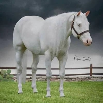 White Phantom thumbnail