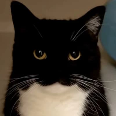 A cat thumbnail