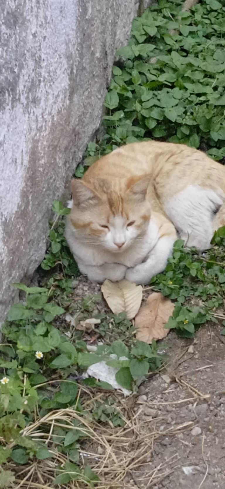 Gata embarazada  thumbnail