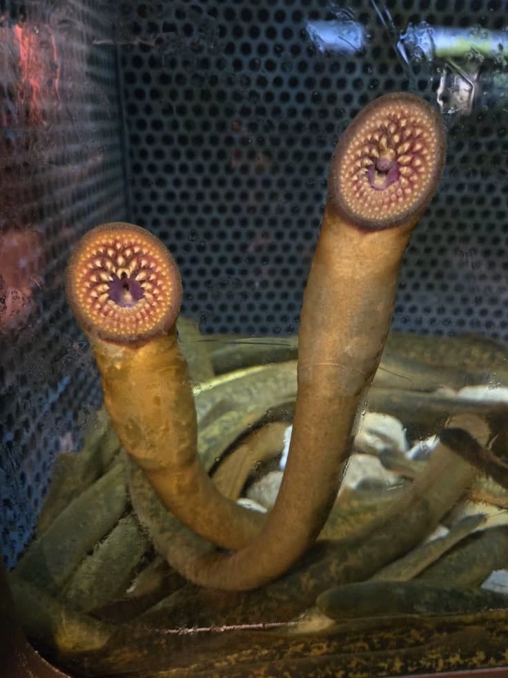 ikan  thumbnail