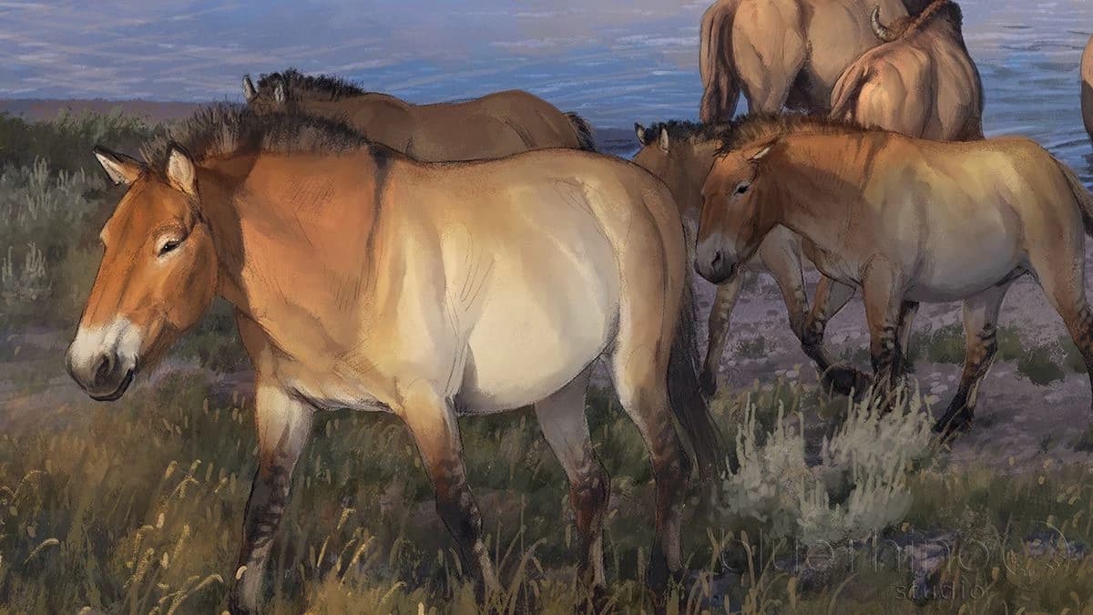 Occidentalis herd thumbnail