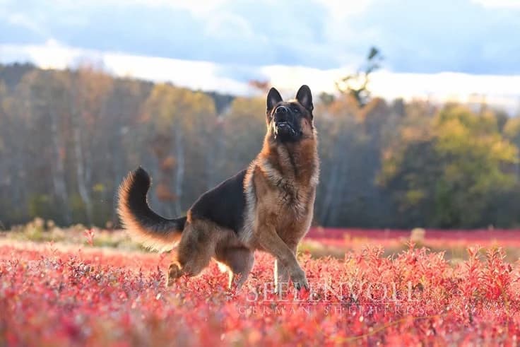 Rex (German Shepherd) thumbnail
