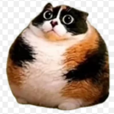 Котость  thumbnail
