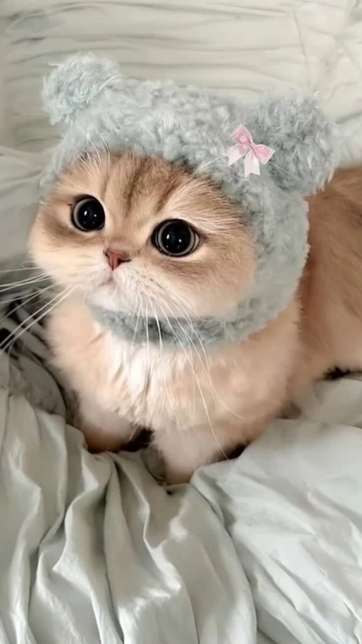 Tu felino thumbnail