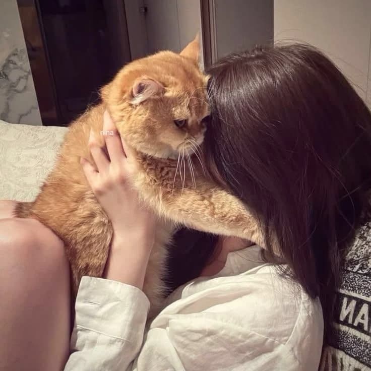 Kael (Senshel dalam bentuk kucing) thumbnail