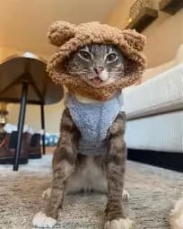 Rigby the cat thumbnail