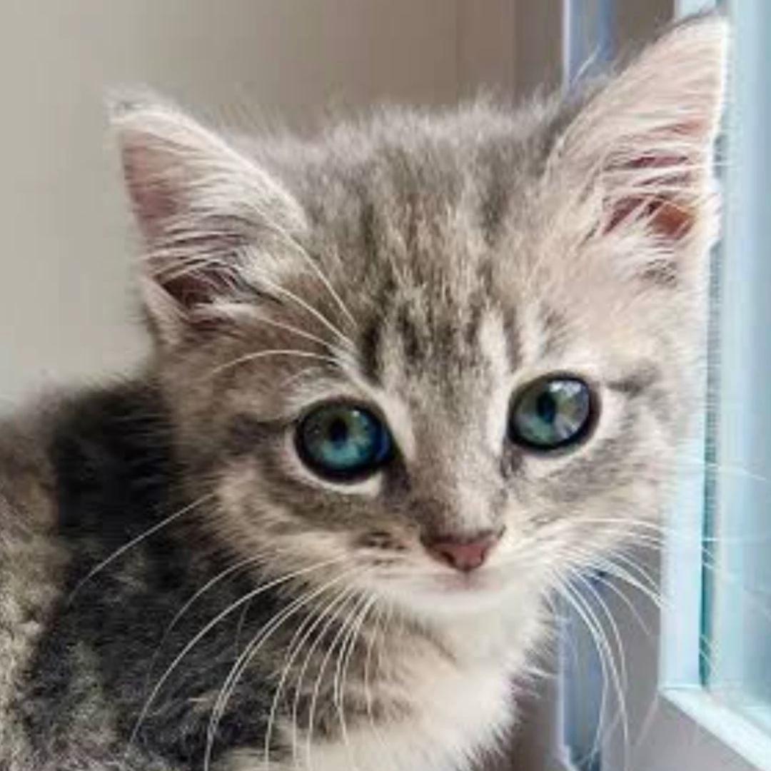 Your Kitty thumbnail